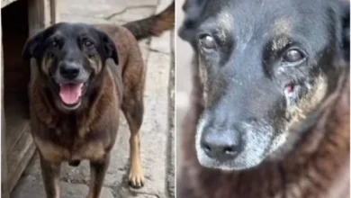 Os dois adolescentes suspeitos de envolvimento na morte do cão comunitário Orelha, na Praia Brava, em Santa Catarina, retornaram ao Brasil após uma viagem para a Disney nos Estados Unidos.