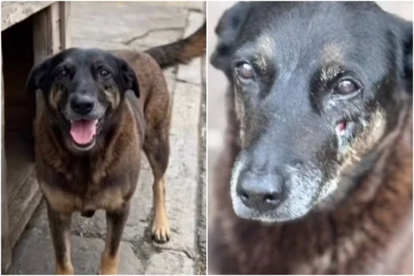 Os dois adolescentes suspeitos de envolvimento na morte do cão comunitário Orelha, na Praia Brava, em Santa Catarina, retornaram ao Brasil após uma viagem para a Disney nos Estados Unidos.